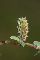 Salix integra