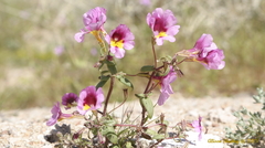 Erythranthe rhodopetra