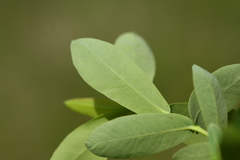 Salix integra