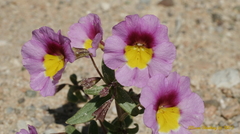 Erythranthe rhodopetra