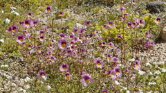 Erythranthe rhodopetra