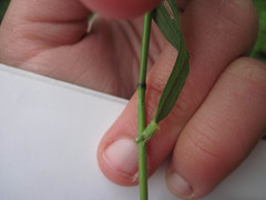 Dichanthelium dichotomum