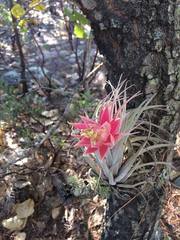 Tillandsia erubescens