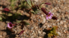 Erythranthe androsacea