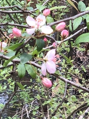 Malus angustifolia