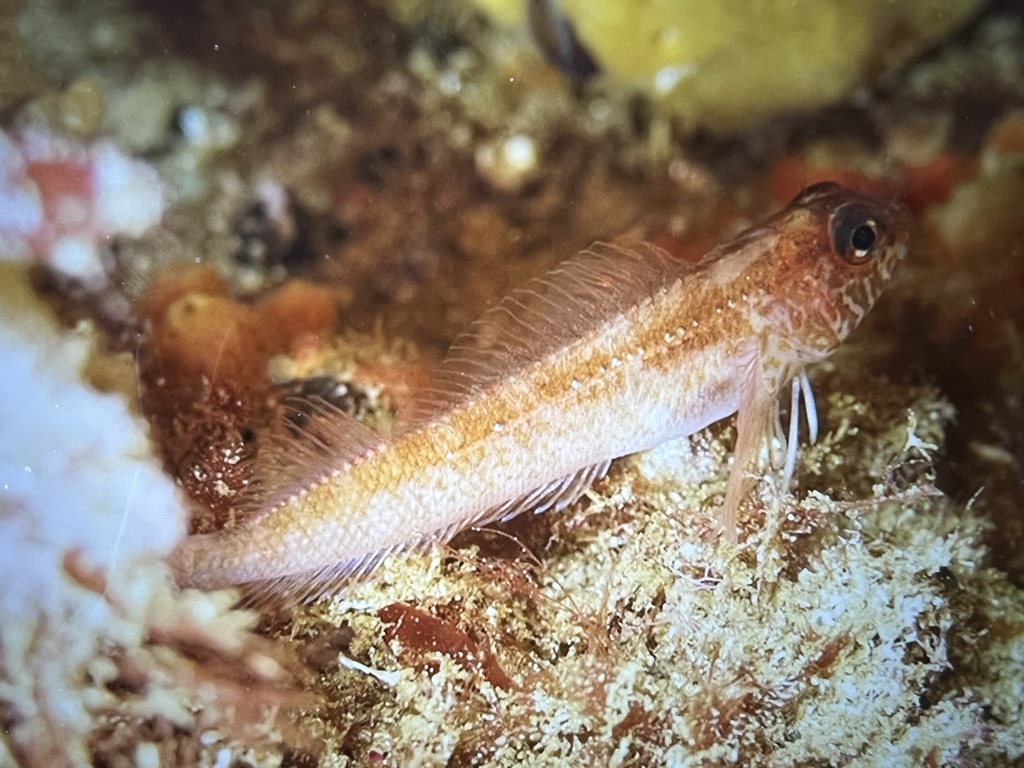 Yellowblack triplefin (Forsterygion flavonigrum) — Tripterygiidae