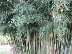 Phyllostachys bambusoides