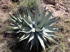 Agave simplex