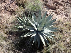 Agave simplex