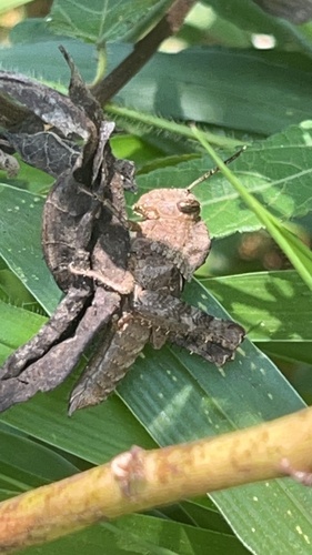 Notched Shield Grasshopper