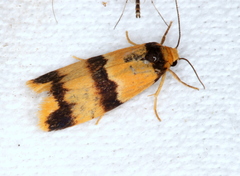 Stenoscaptia venusta