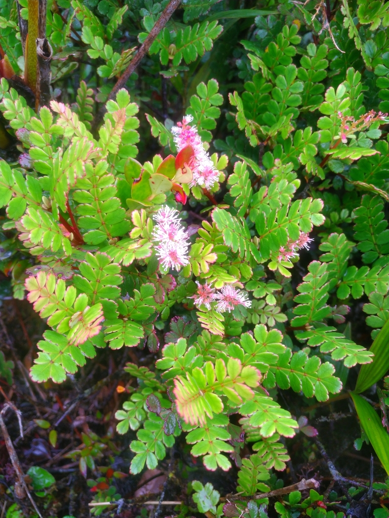 Weinmannia loxensis