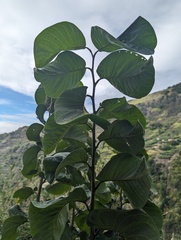 Annona cherimola