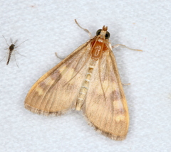 Rehimena surusalis