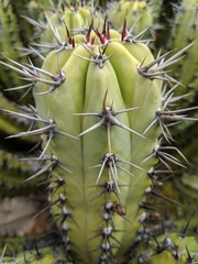 Myrtillocactus cochal