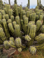 Myrtillocactus cochal
