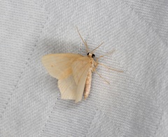 Idiochlora minuscula