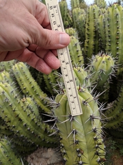 Myrtillocactus cochal