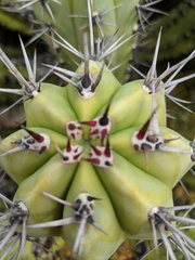 Myrtillocactus cochal