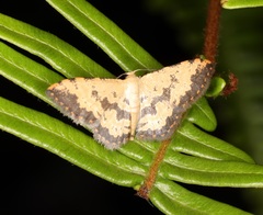 Idaea phaeocrossa