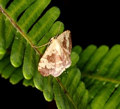 Idaea vacillata