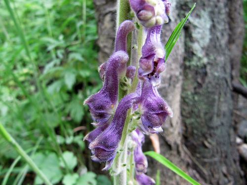 Aconitum desoulavyi