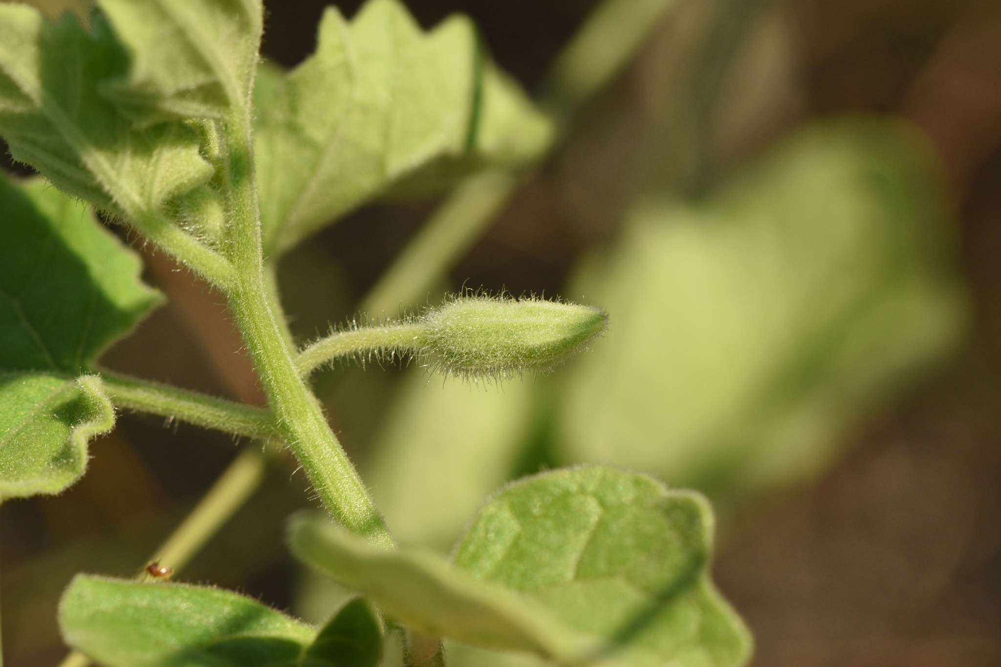 Physalis mollis var. variovestita