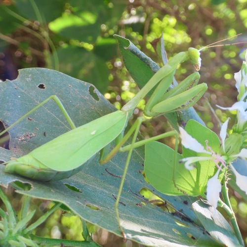 Arizona Mantis (Stagmomantis limbata)