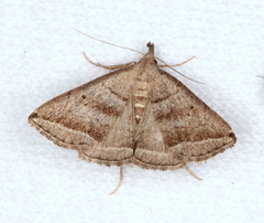 Lysimelia lenis