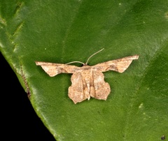 Monobolodes prunaria