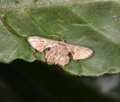 Monobolodes prunaria