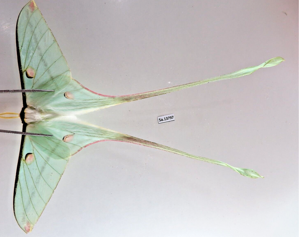 Actias chapae