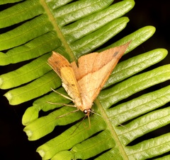 Pseudonadagara semicolor