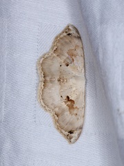 Somatina anthophilata