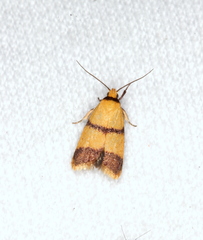 Heteroteucha translatella