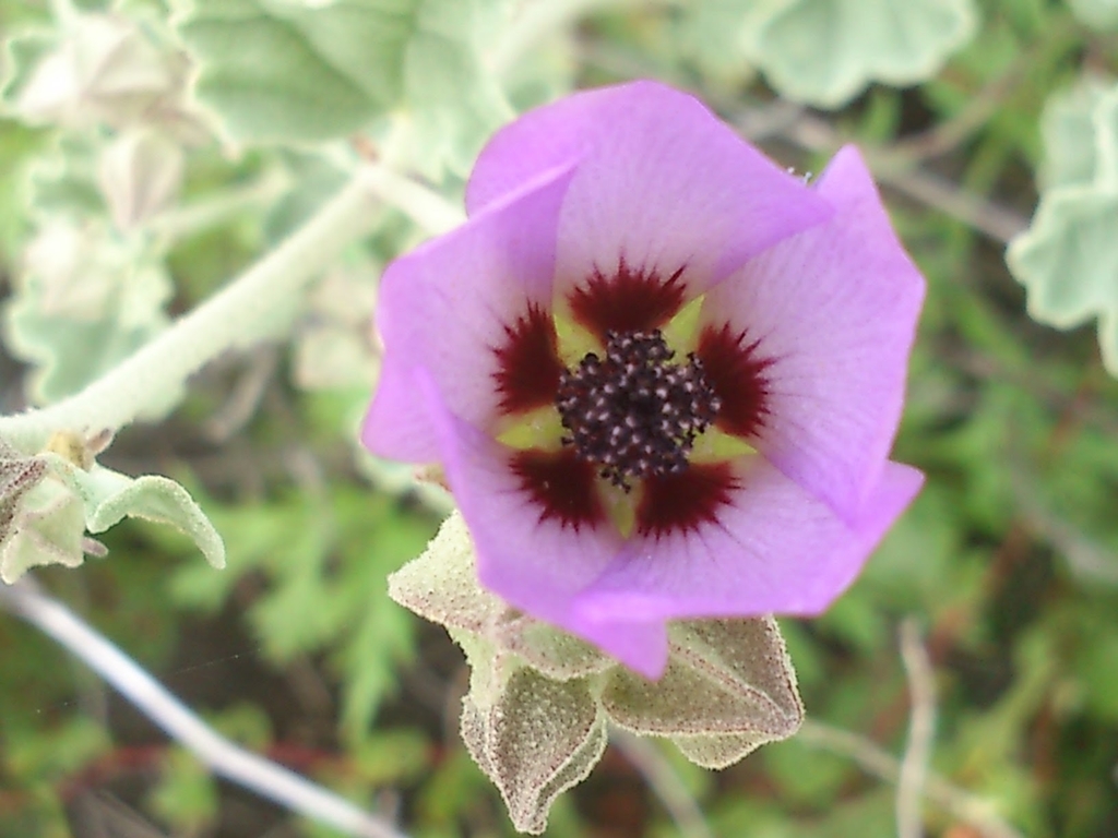 Malva de Cerro