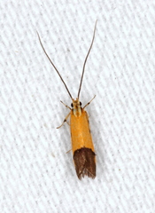 Crocanthes micradelpha