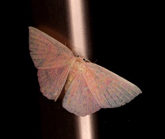 Chrysocraspeda miniosa