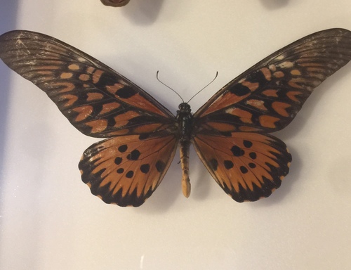 Papilio antimachus antimachus