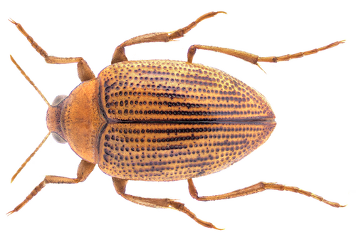 Haliplus laminatus