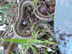 Philodryas psammophidea