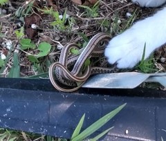 Philodryas psammophidea