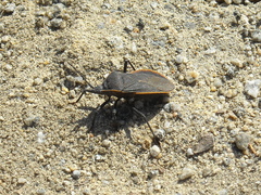 Hypselonotini