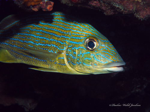 Bluestriped Grunt