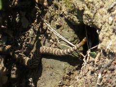Crotalus oreganus helleri