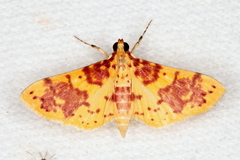 Conogethes haemactalis