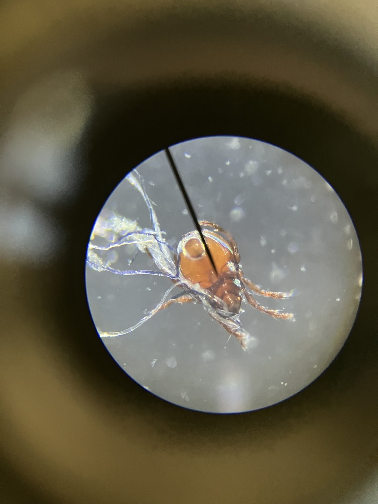 Beetle Mites in December 2023 by Sean Ford. Found in aquarium