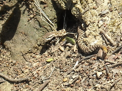 Crotalus oreganus helleri