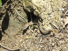 Crotalus oreganus helleri