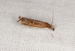 Anaclastis apicistrigellus
